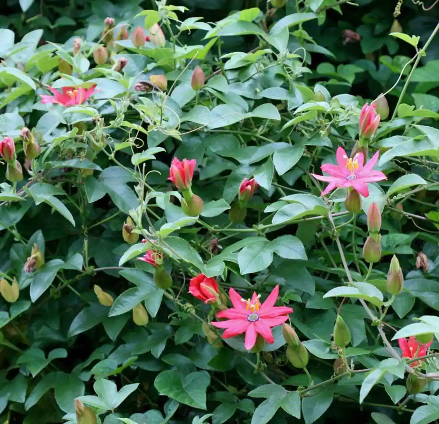Passiflora mollissima / Passiflora tarminiana - Banana Passion Fruit, Passionflower Maracuja, Banana Poka - Image 7