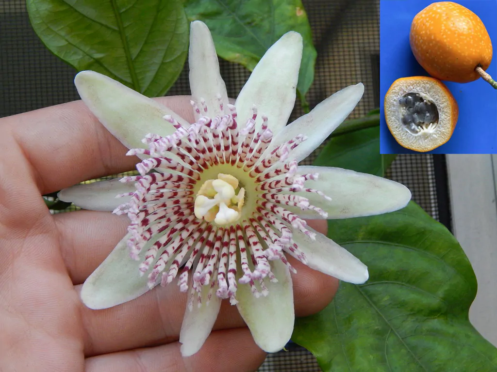 Passiflora nigradenia - Passionflower Maracuja