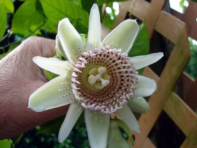 Passiflora nigradenia - Passionflower Maracuja - Image 4