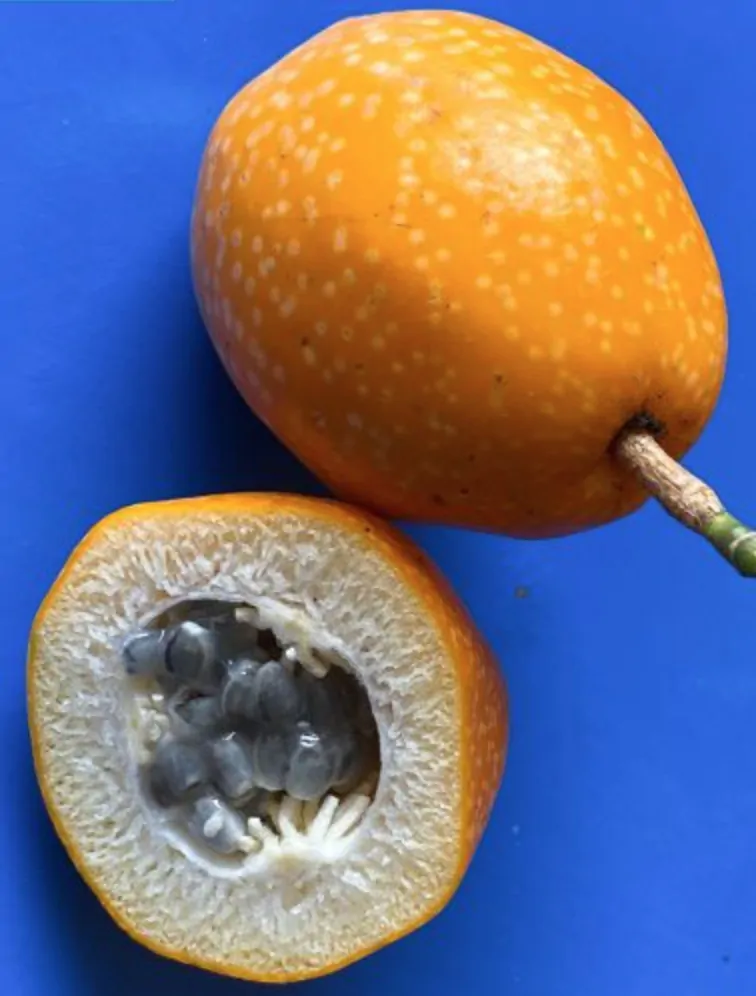 Passiflora nigradenia - Passionflower Maracuja - Image 5