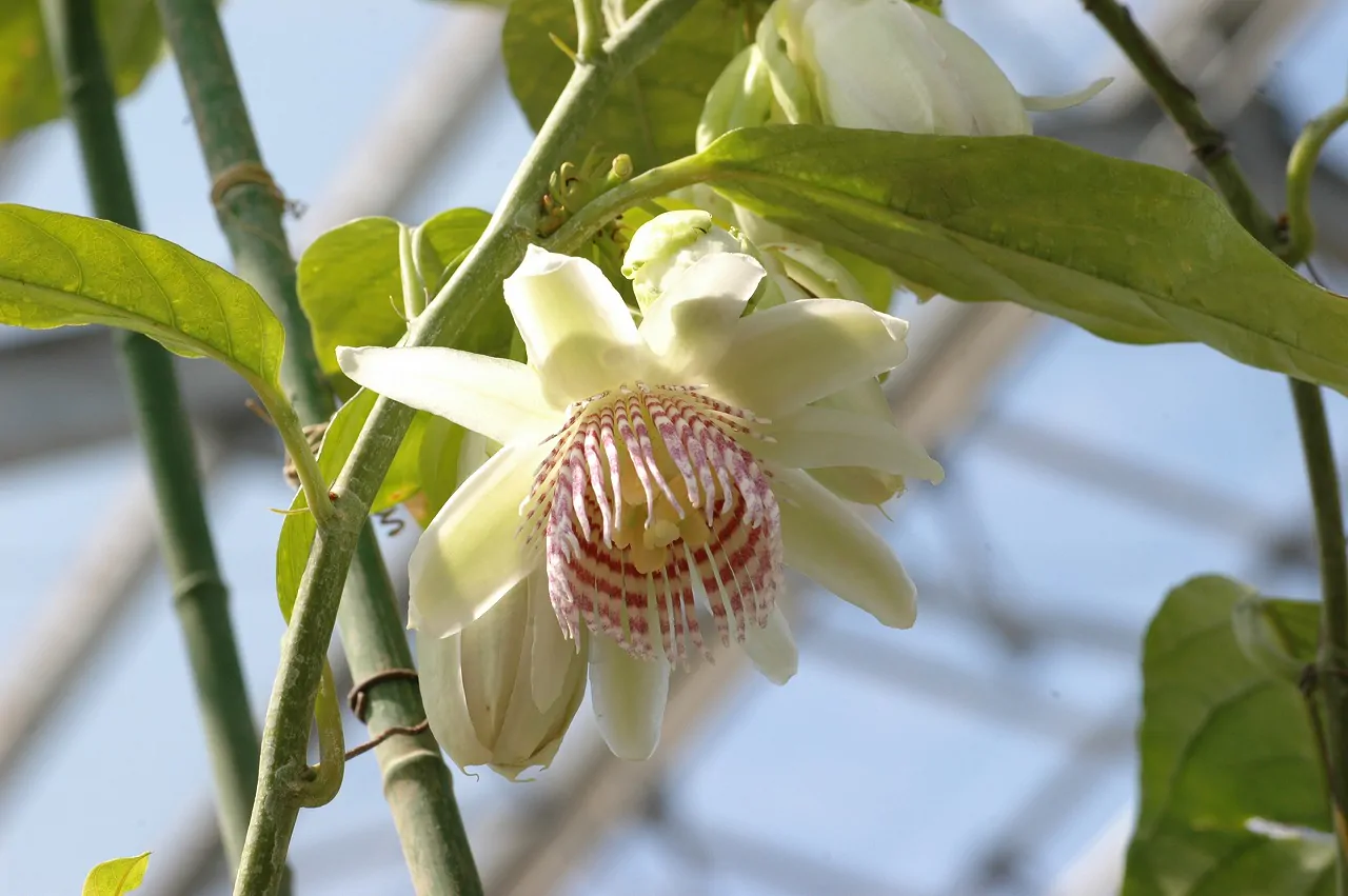 Passiflora nigradenia - Passionflower Maracuja - Image 6