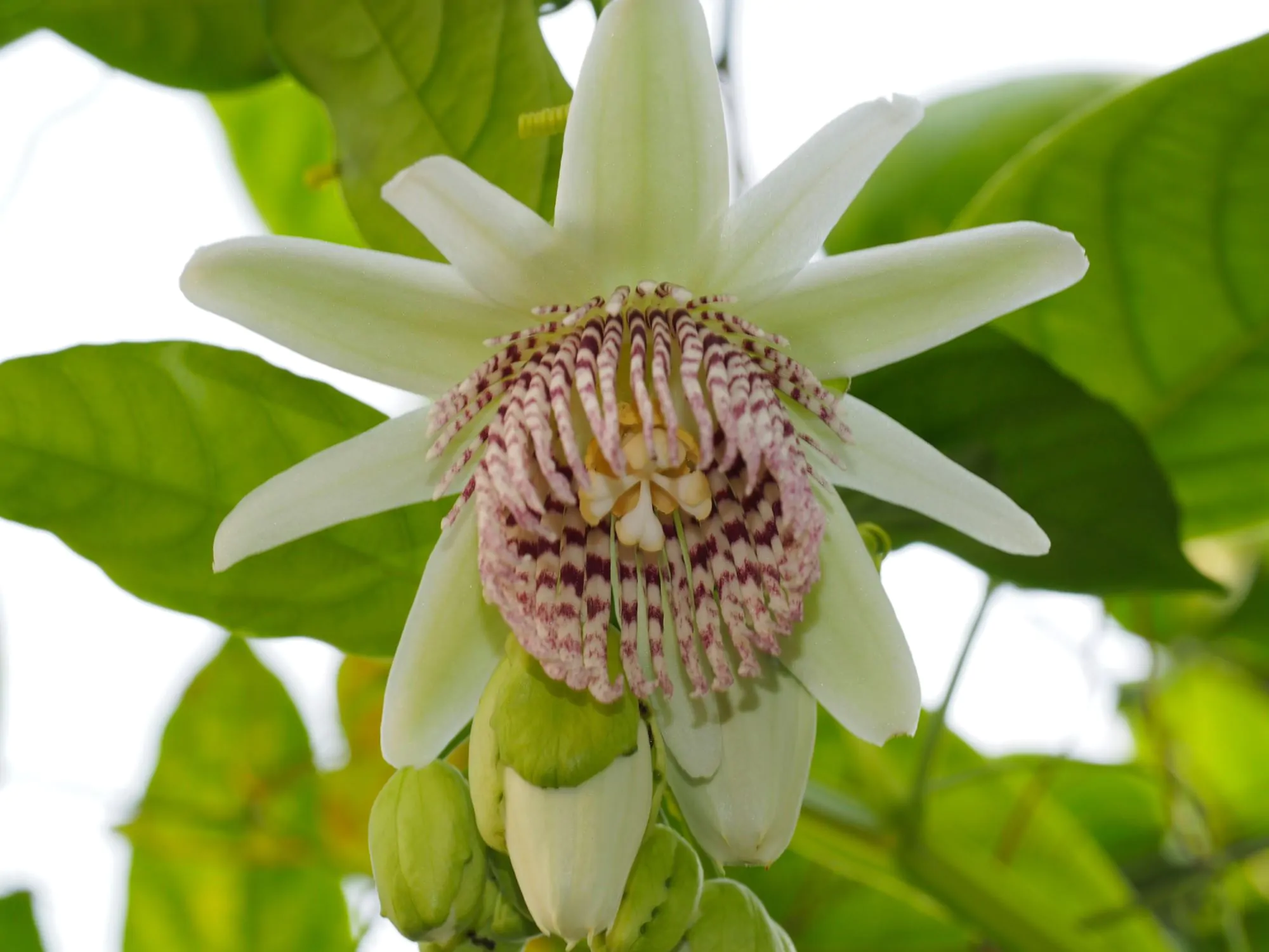 Passiflora nigradenia - Passionflower Maracuja - Image 7