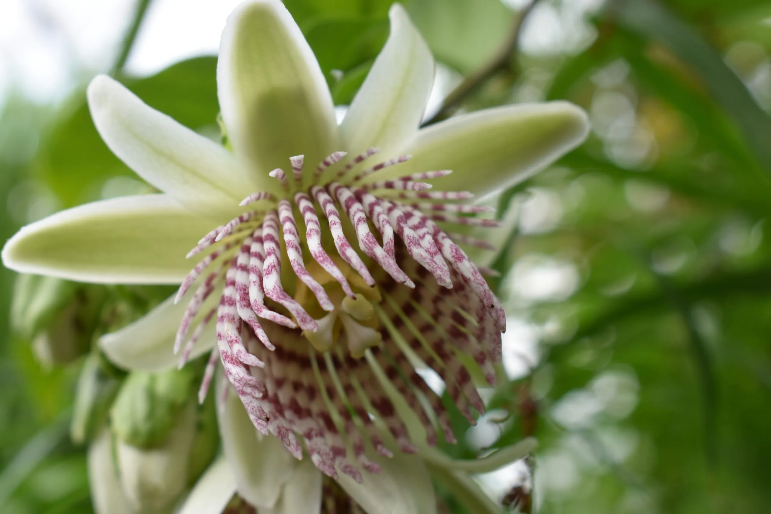 Passiflora nigradenia - Passionflower Maracuja - Image 8