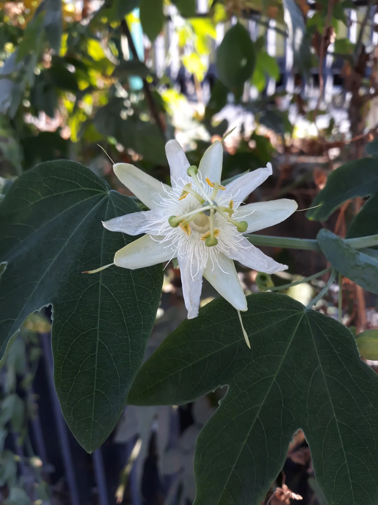 Passiflora subpeltata / Passiflora alba / Passiflora atomaria - Granadina, White Passionflower - Image 2