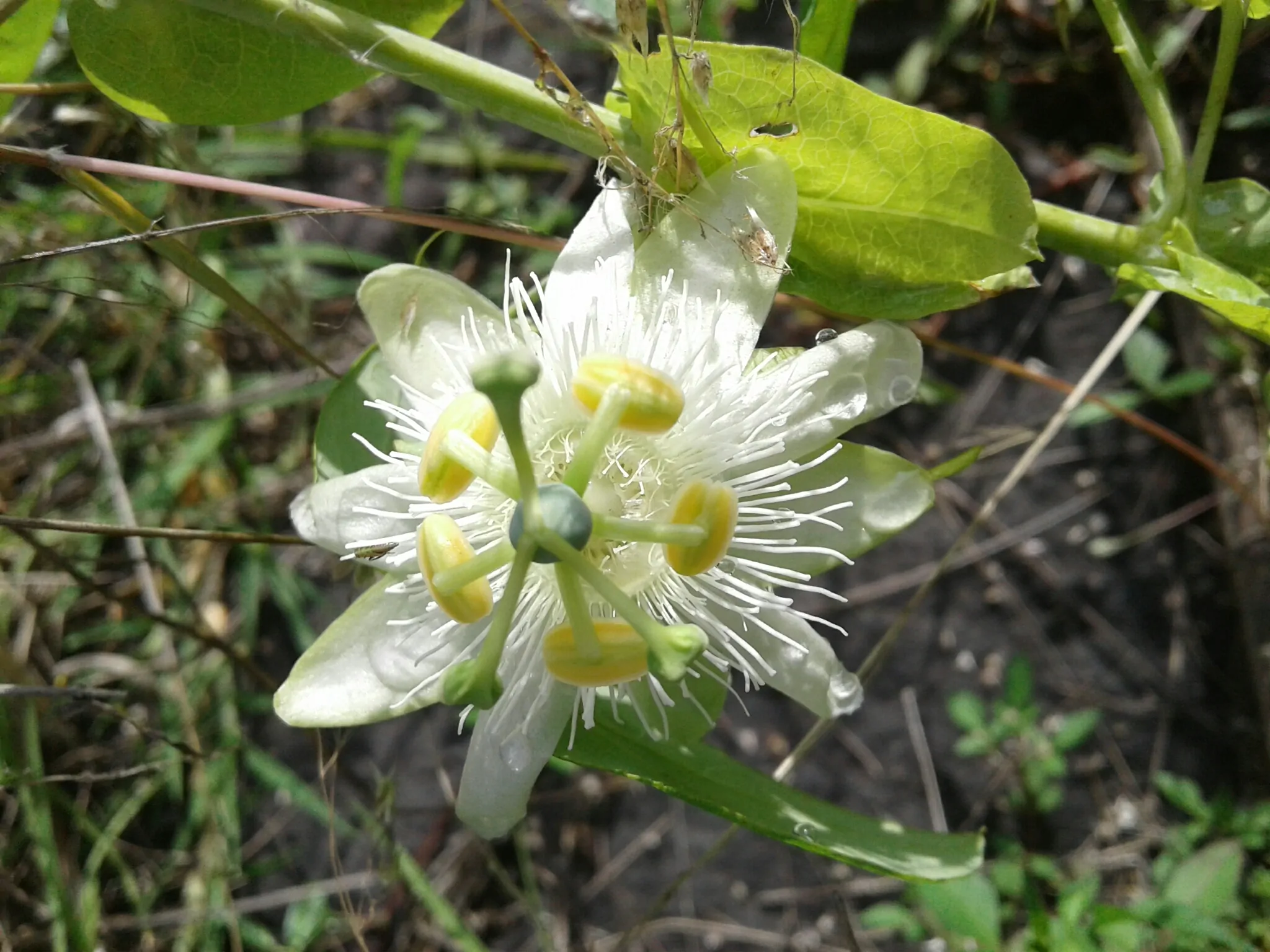Passiflora subpeltata / Passiflora alba / Passiflora atomaria - Granadina, White Passionflower - Image 3