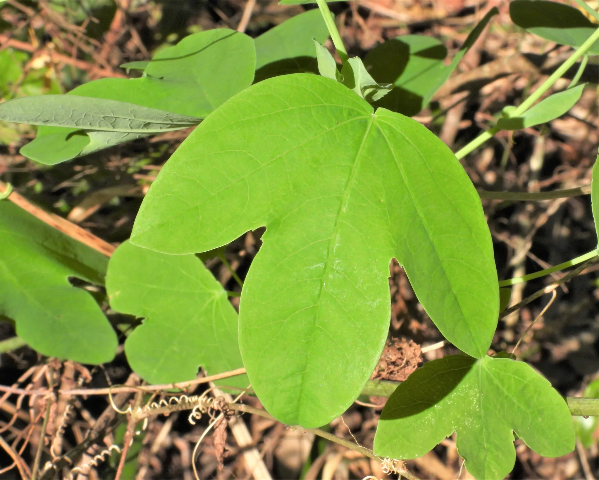Passiflora subpeltata / Passiflora alba / Passiflora atomaria - Granadina, White Passionflower - Image 4