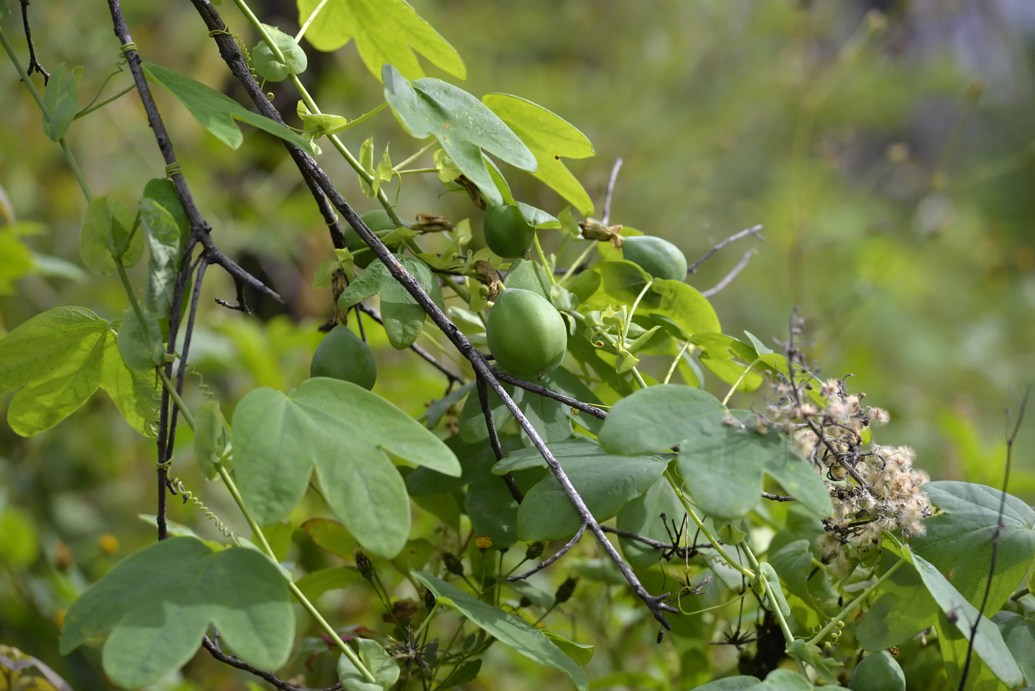 Passiflora subpeltata / Passiflora alba / Passiflora atomaria - Granadina, White Passionflower - Image 5