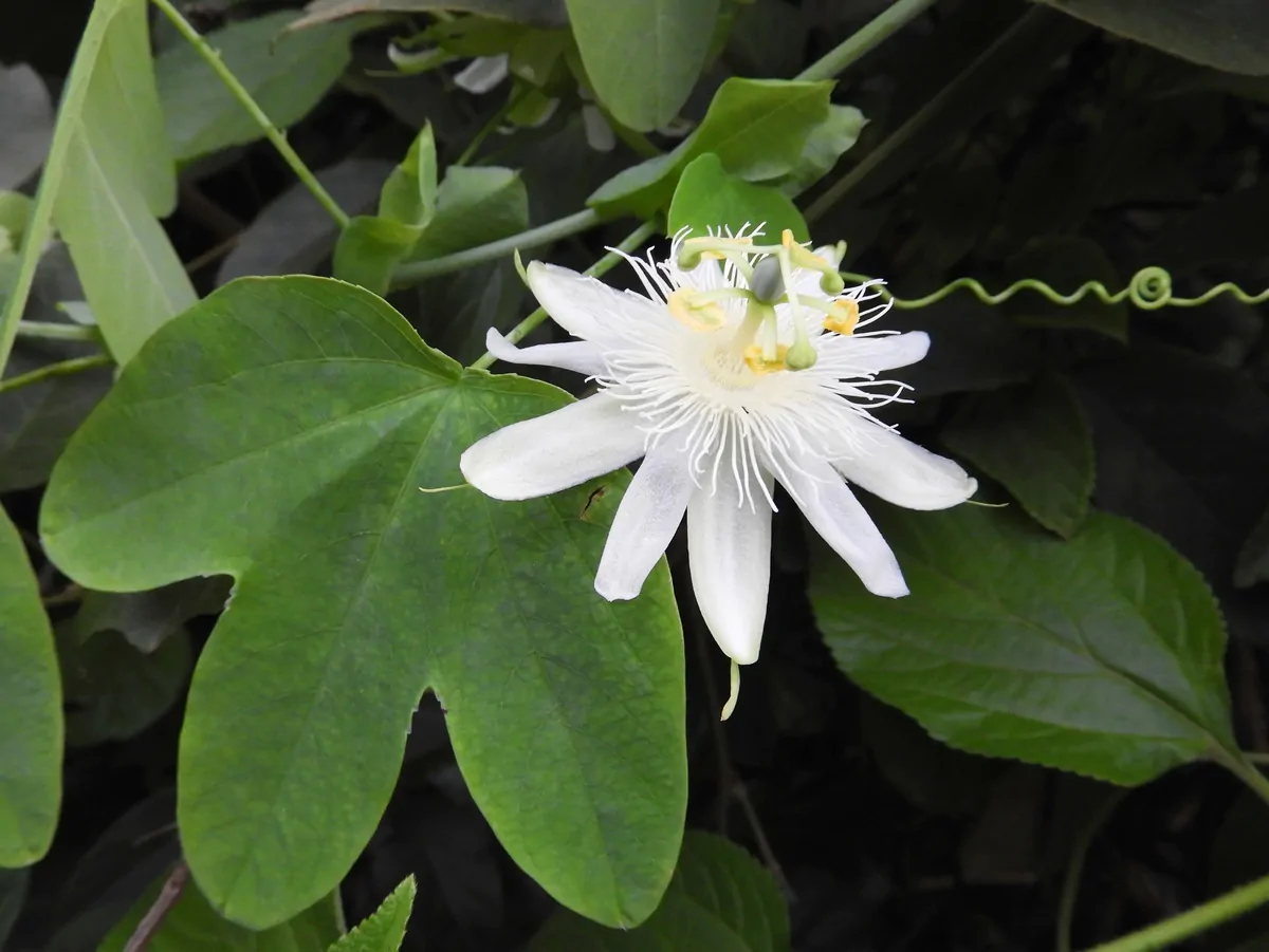 Passiflora subpeltata / Passiflora alba / Passiflora atomaria - Granadina, White Passionflower - Image 8