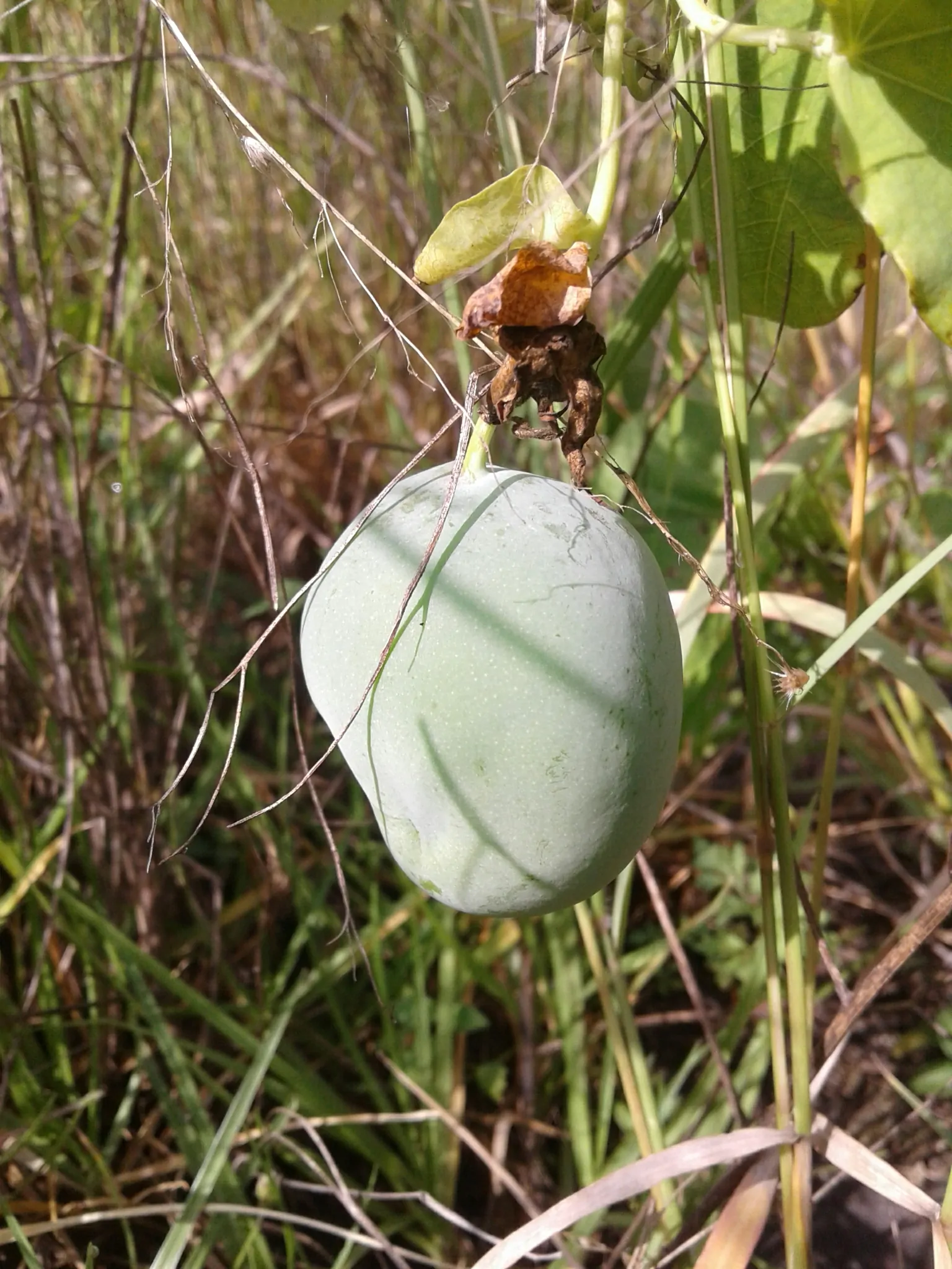 Passiflora subpeltata / Passiflora alba / Passiflora atomaria - Granadina, White Passionflower - Image 10