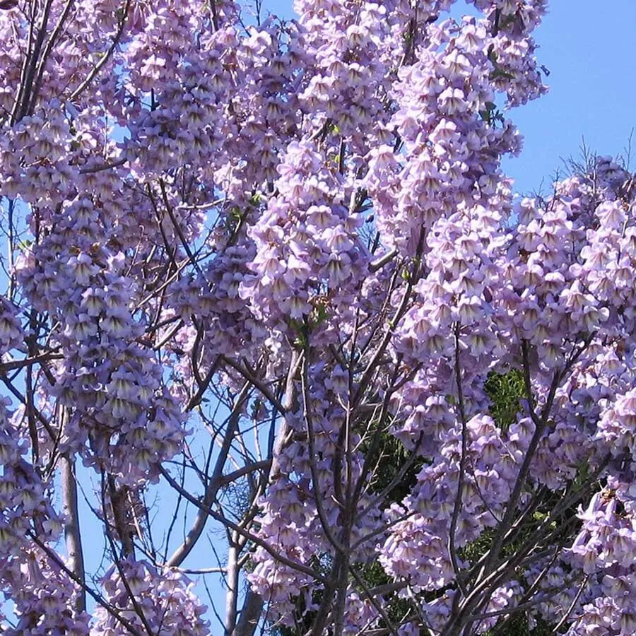 Paulownia elongata - Pink Empress Tree - Image 7