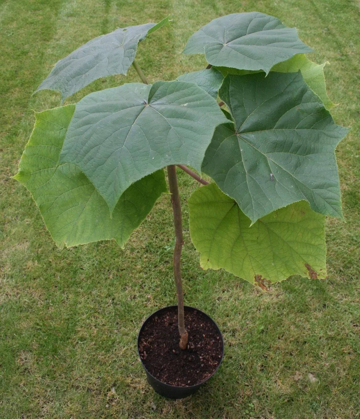 Paulownia elongata - Pink Empress Tree - Image 8
