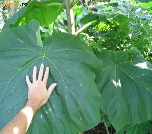 Paulownia elongata - Pink Empress Tree - Image 9