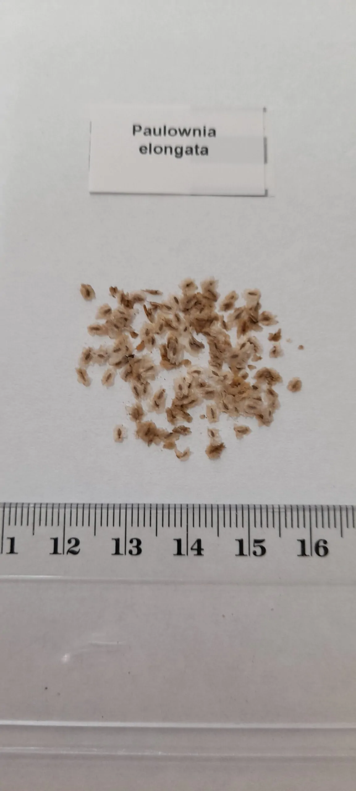 Paulownia elongata - Pink Empress Tree - Image 11