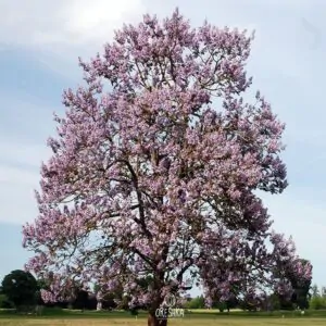 Paulownia fortunei - Fortunes Empress Tree, Sapphire Tree