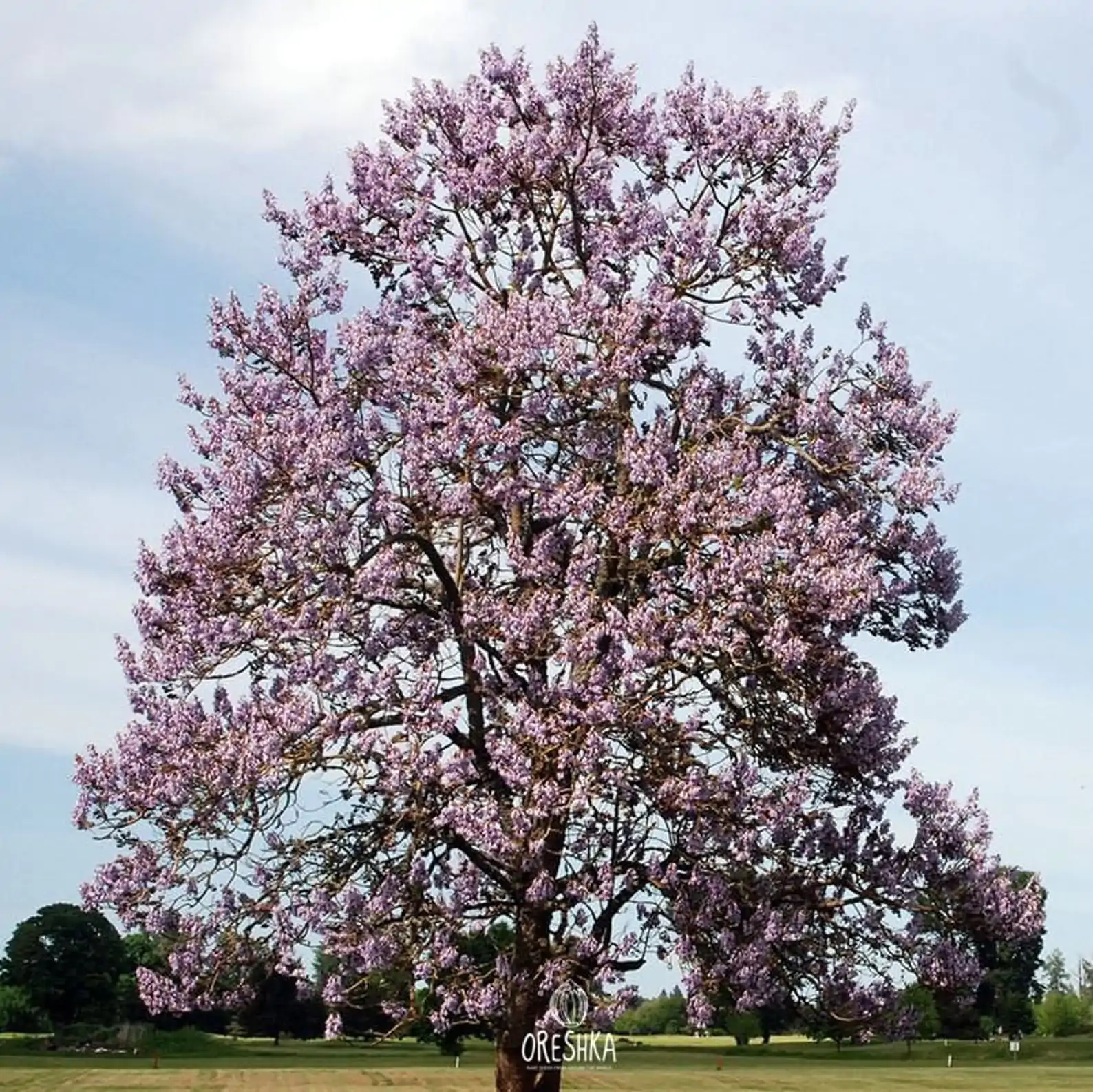 Paulownia fortunei - Fortunes Empress Tree, Sapphire Tree