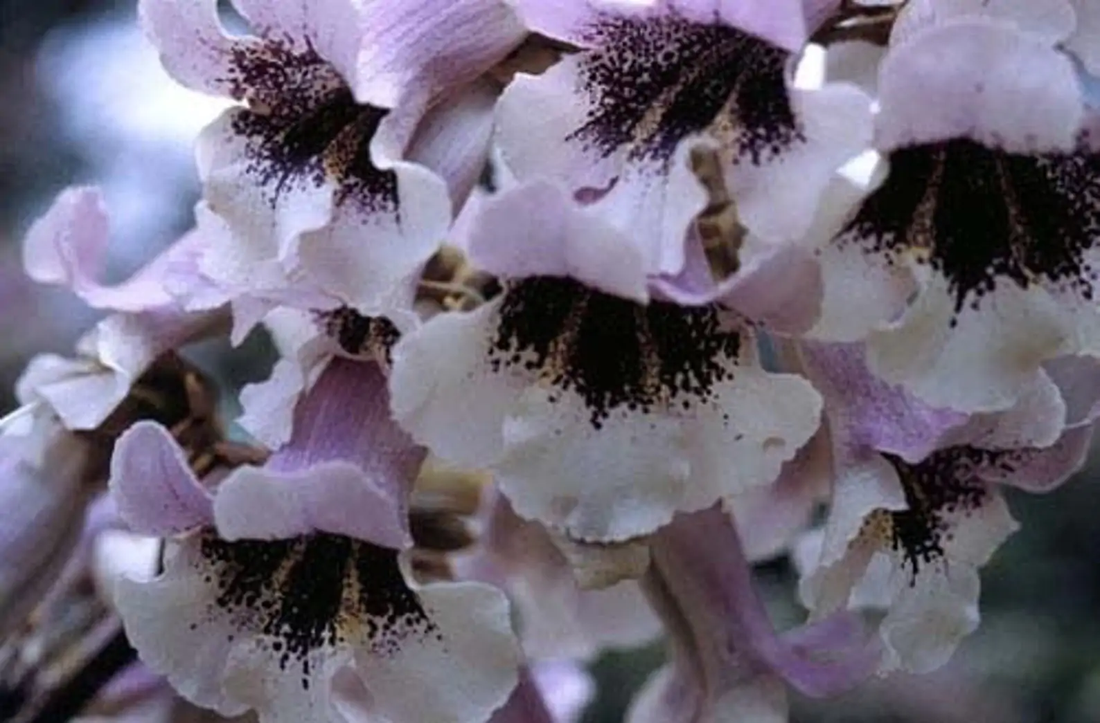 Paulownia fortunei - Fortunes Empress Tree, Sapphire Tree - Image 2