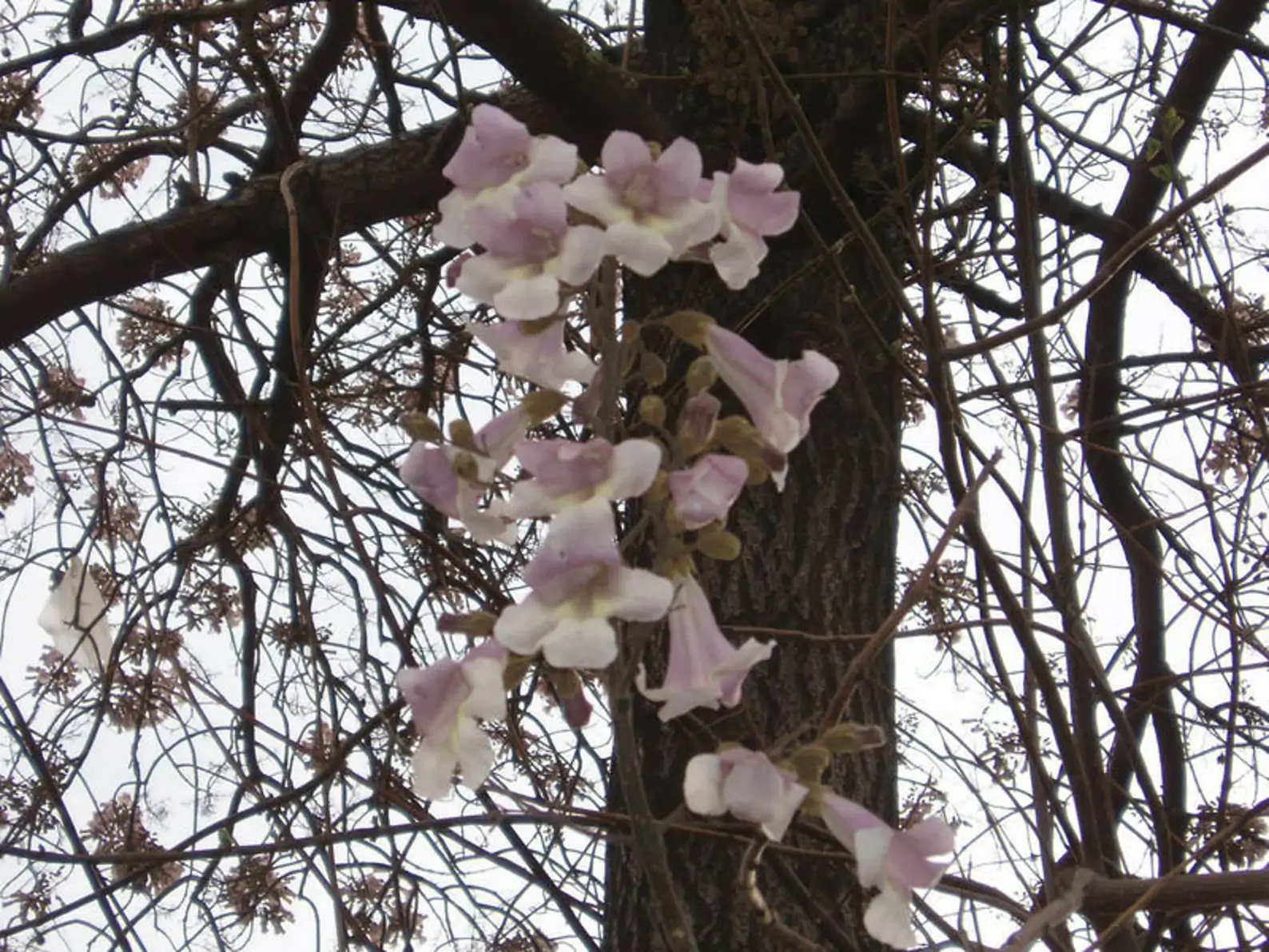Paulownia fortunei - Fortunes Empress Tree, Sapphire Tree - Image 3