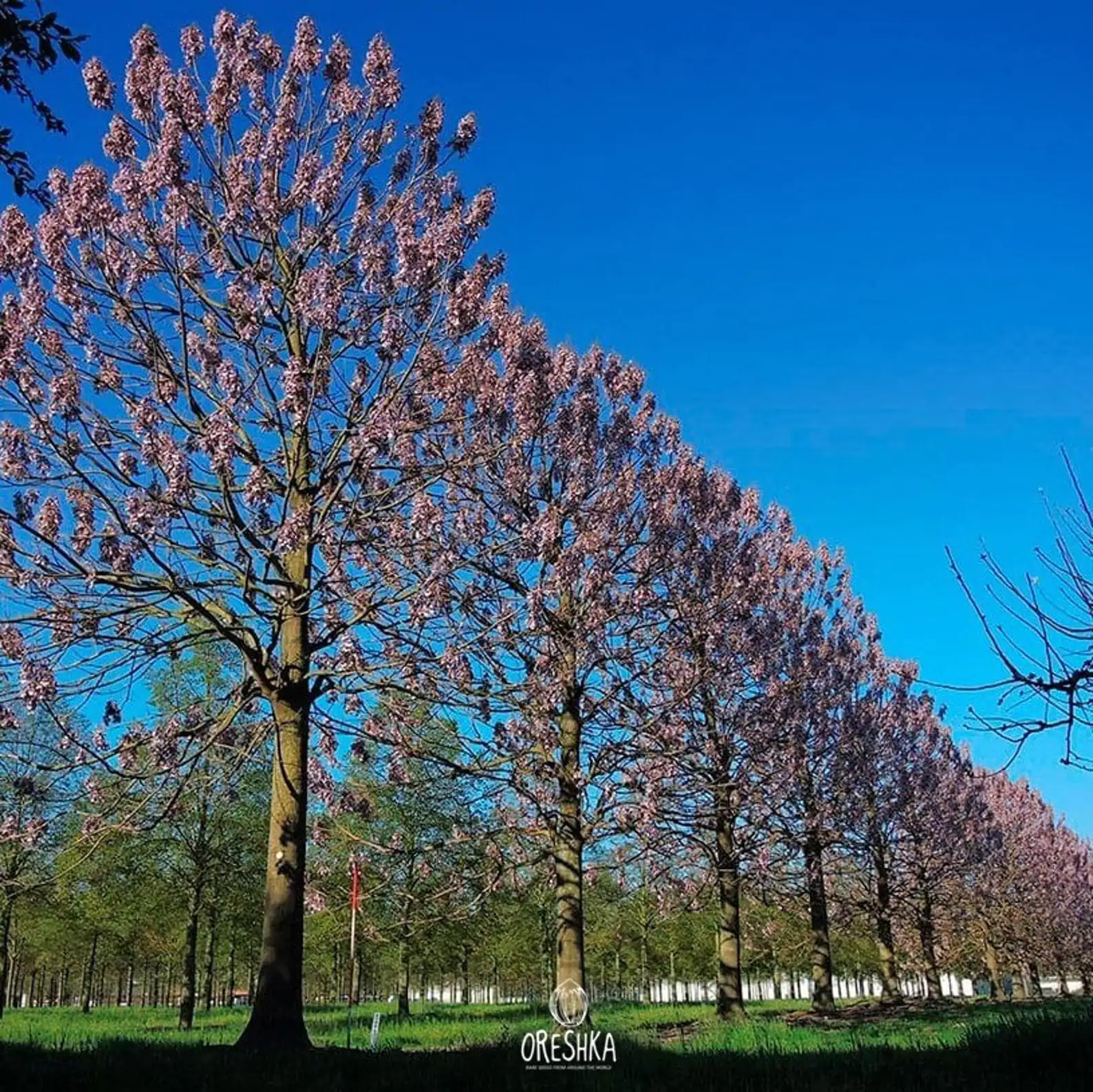 Paulownia fortunei - Fortunes Empress Tree, Sapphire Tree - Image 4