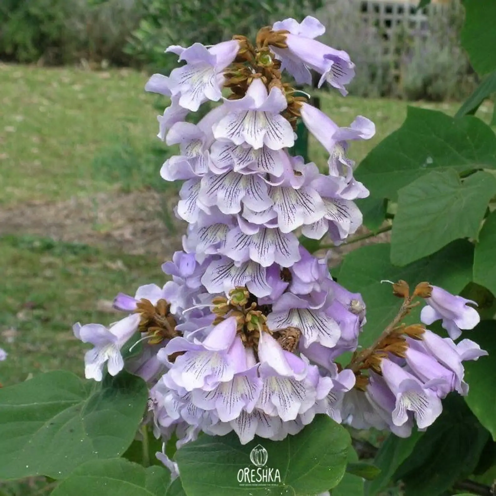 Paulownia fortunei - Fortunes Empress Tree, Sapphire Tree - Image 5