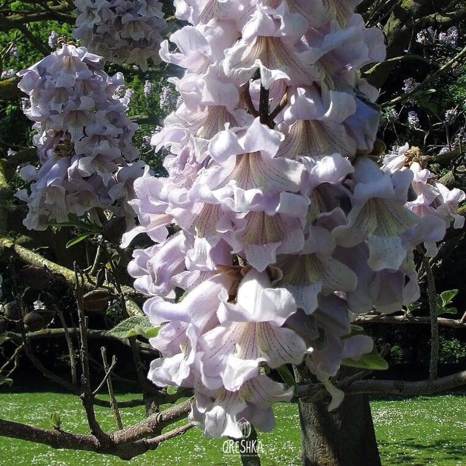 Paulownia fortunei - Fortunes Empress Tree, Sapphire Tree - Image 6