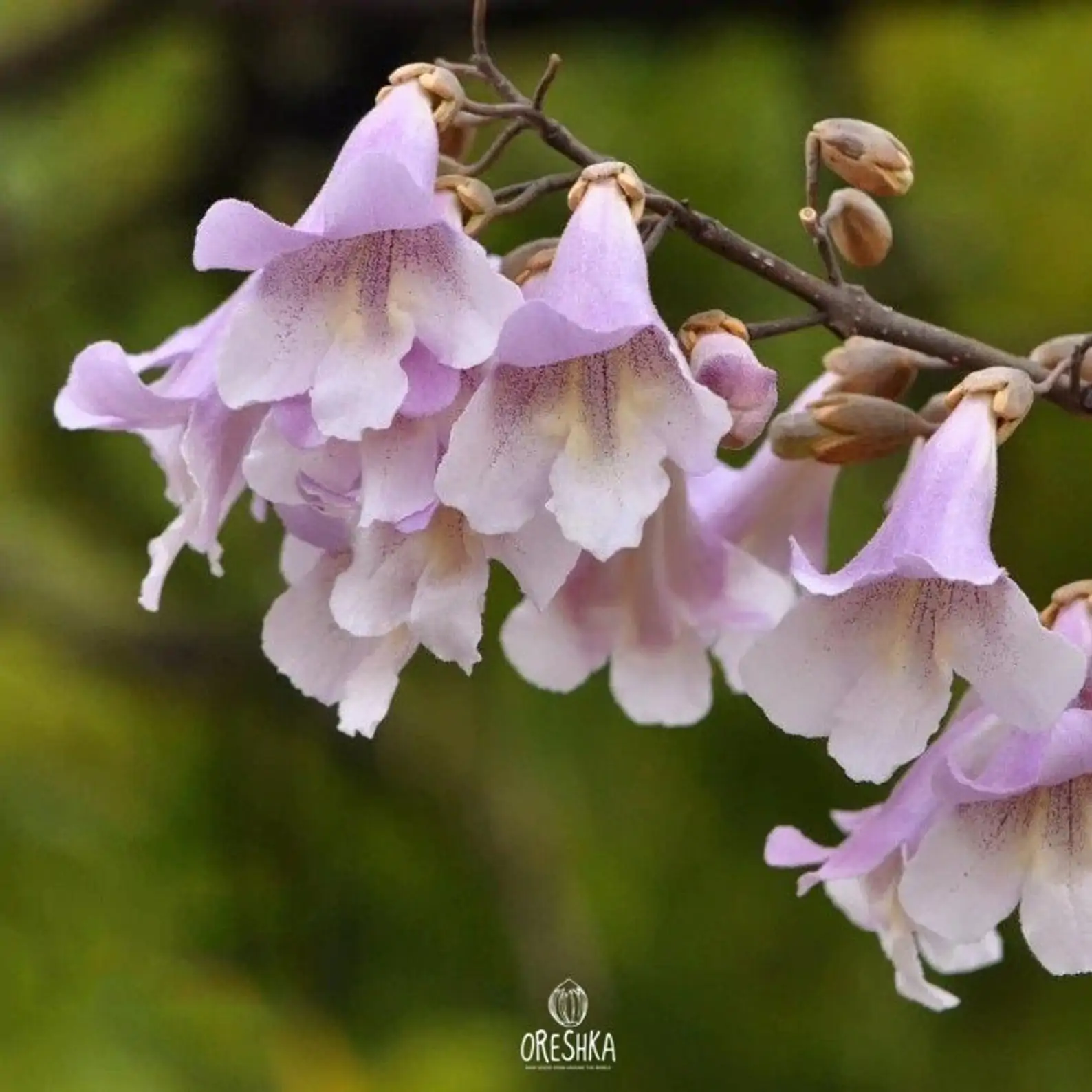 Paulownia fortunei - Fortunes Empress Tree, Sapphire Tree - Image 7