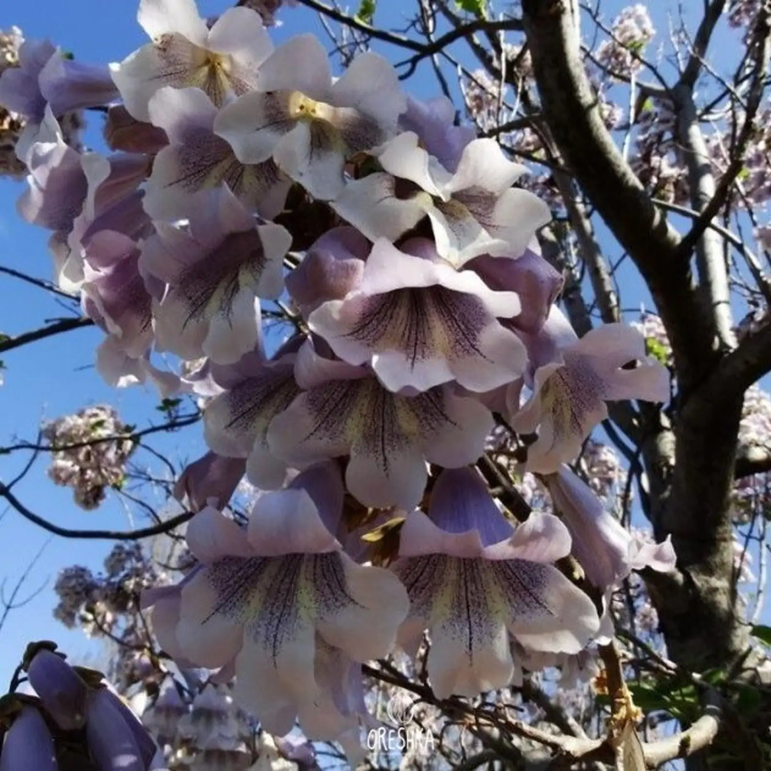 Paulownia fortunei - Fortunes Empress Tree, Sapphire Tree - Image 8