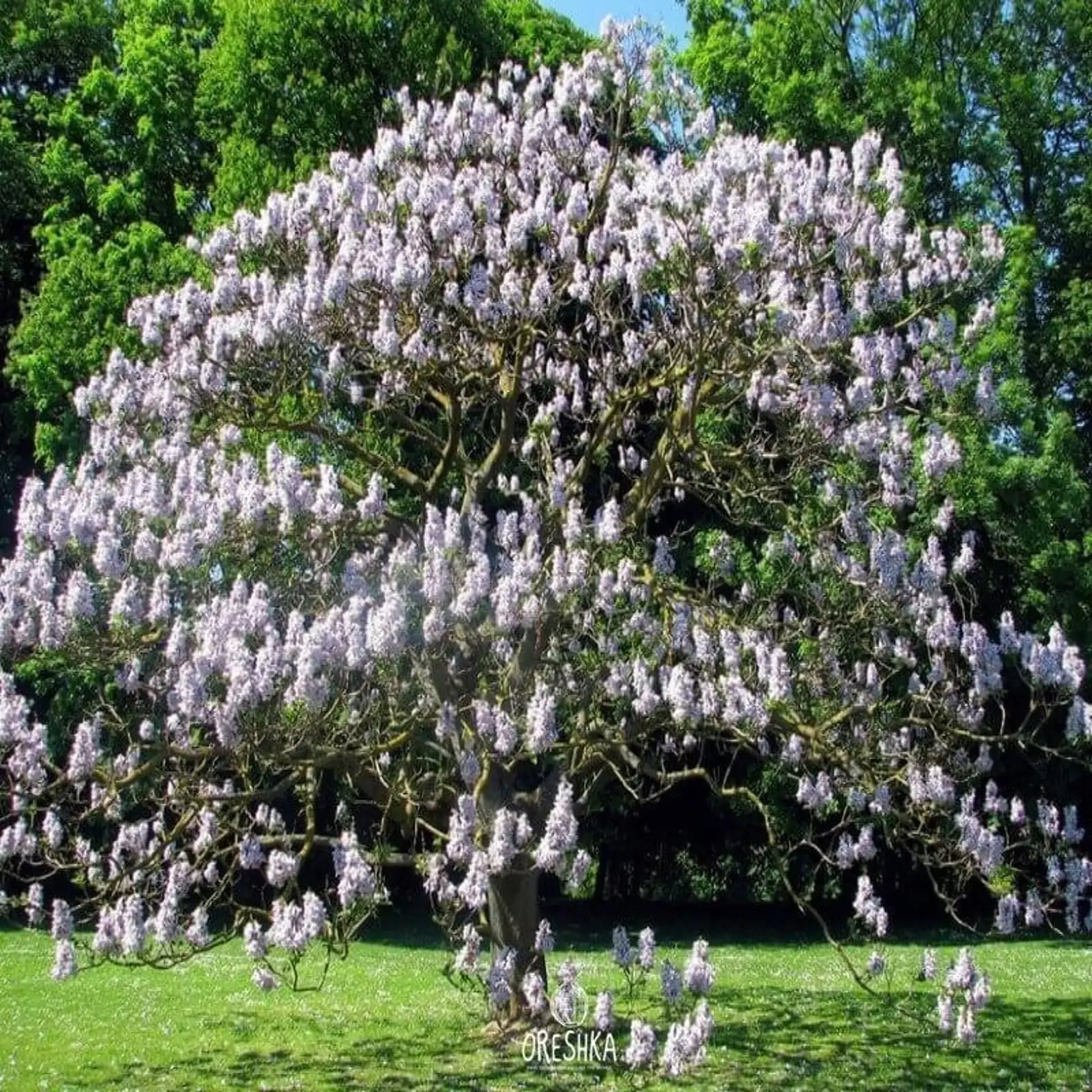 Paulownia fortunei - Fortunes Empress Tree, Sapphire Tree - Image 9