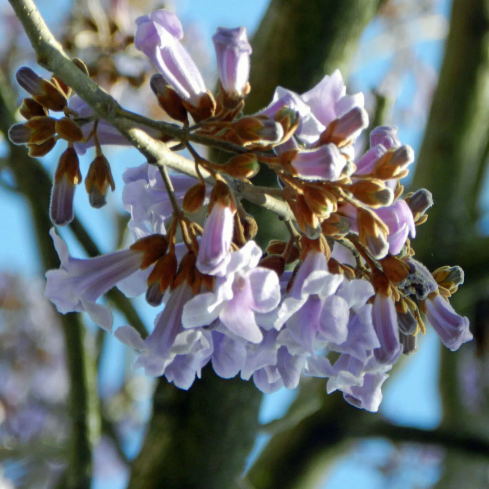 Paulownia tomentosa - Princess tree, Empress Tree - Image 2