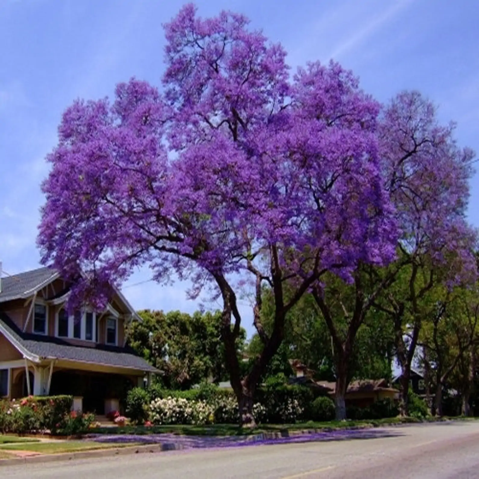Paulownia tomentosa - Princess tree, Empress Tree - Image 3