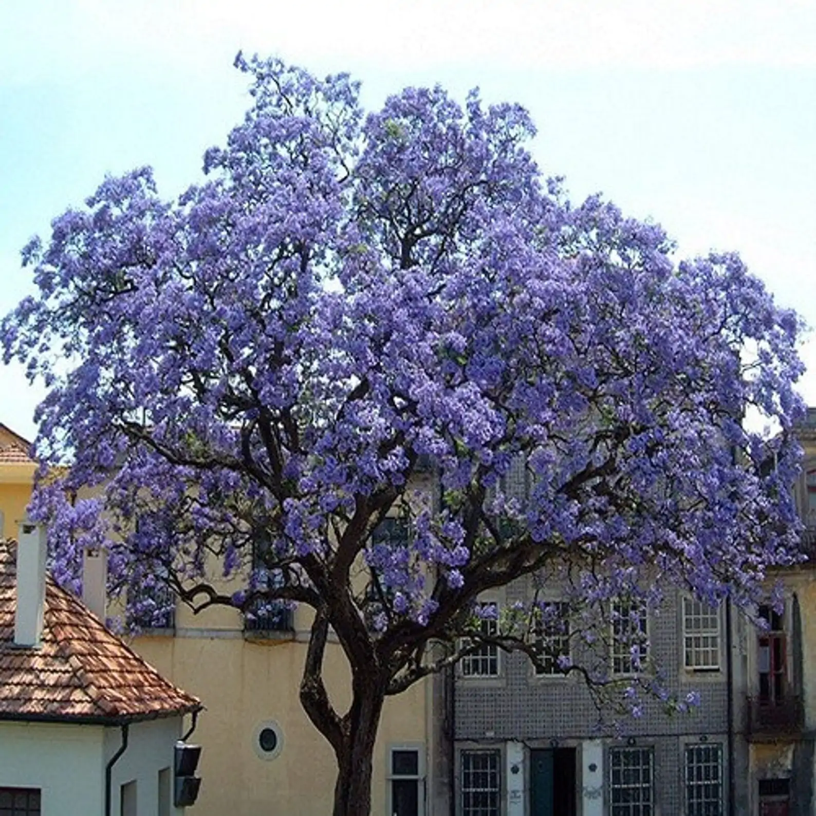 Paulownia tomentosa - Princess tree, Empress Tree - Image 4