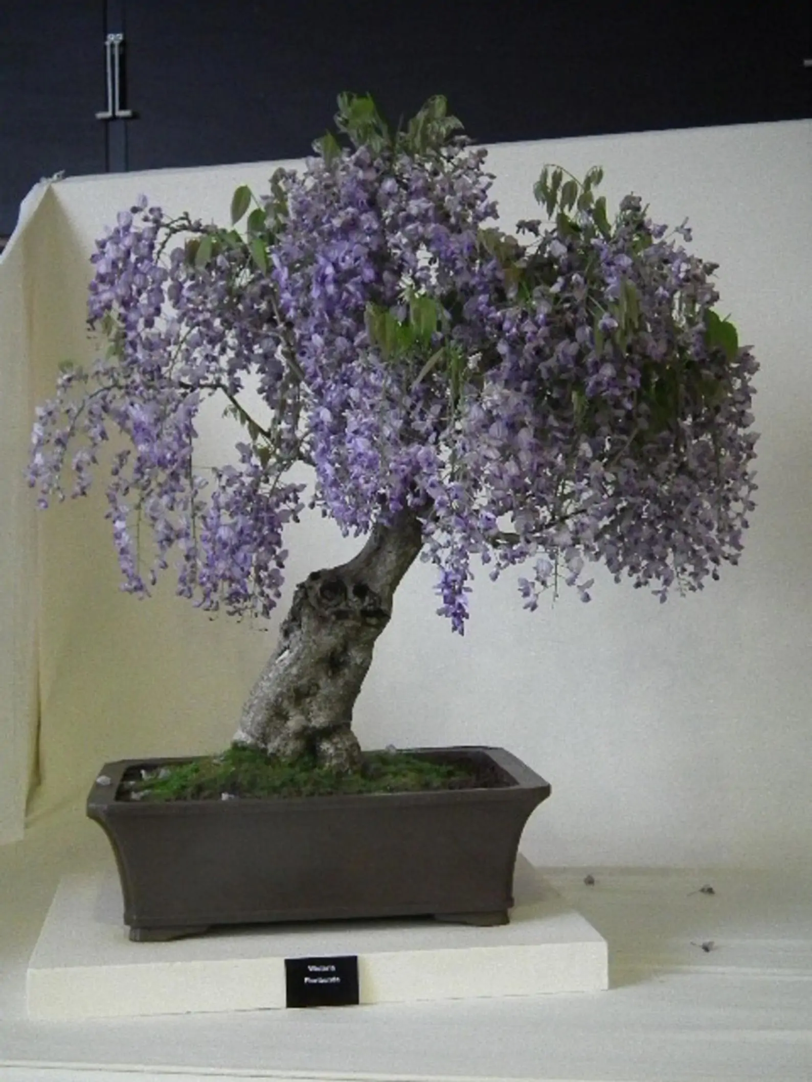 Paulownia tomentosa - Princess tree, Empress Tree - Image 5