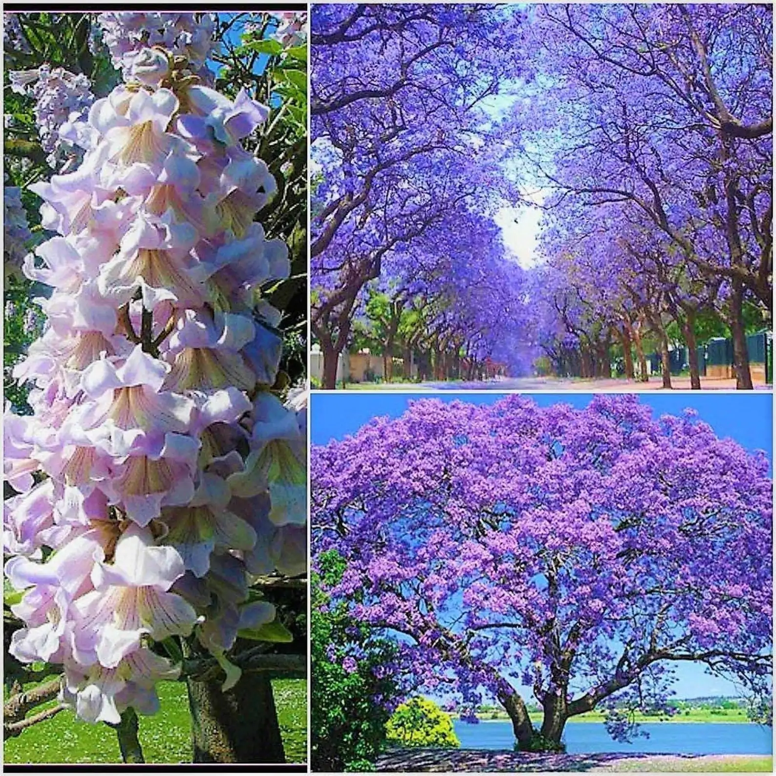 Paulownia tomentosa - Princess tree, Empress Tree - Image 6
