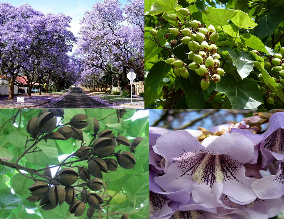 Paulownia tomentosa - Princess tree, Empress Tree - Image 7