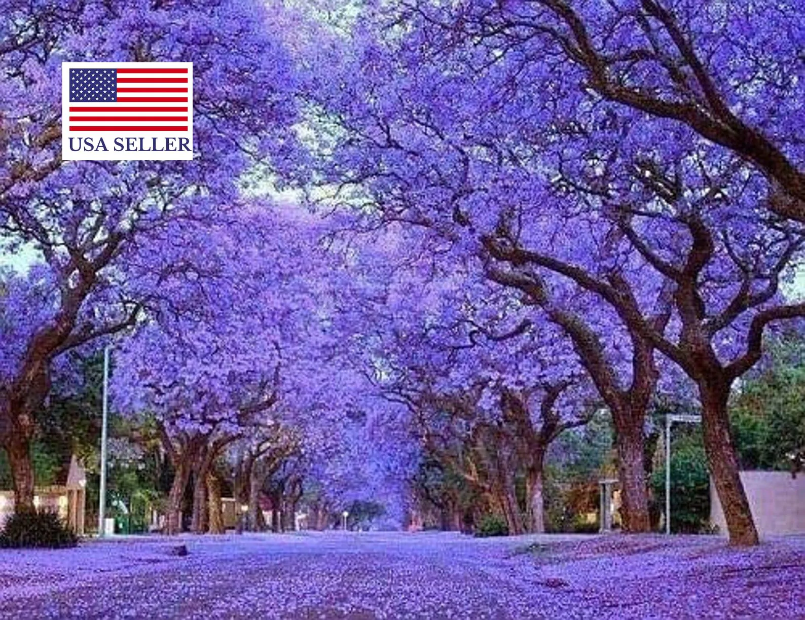 Paulownia tomentosa - Princess tree, Empress Tree - Image 9