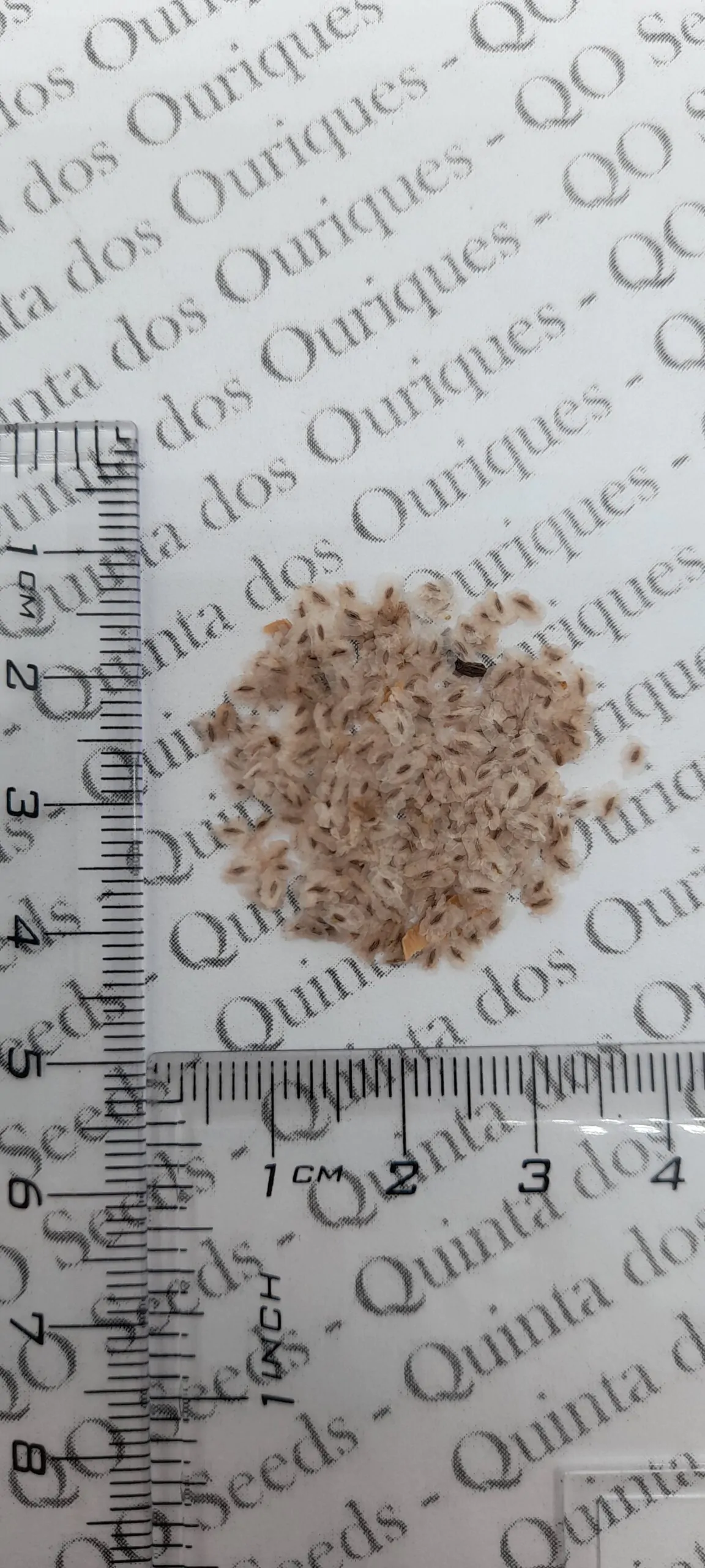 Paulownia tomentosa - Princess tree, Empress Tree - Image 10