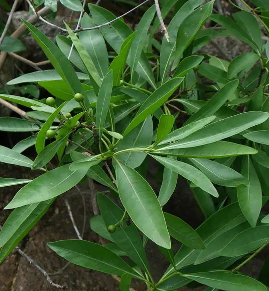 Pavetta lanceolata - Christmas bush, bridal bush, forest brides bush, bridal bush, christmas bush - Image 2