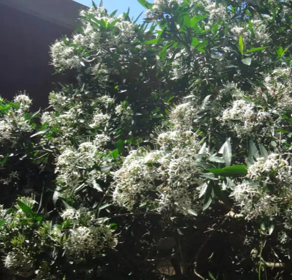 Pavetta lanceolata - Christmas bush, bridal bush, forest brides bush, bridal bush, christmas bush - Image 4