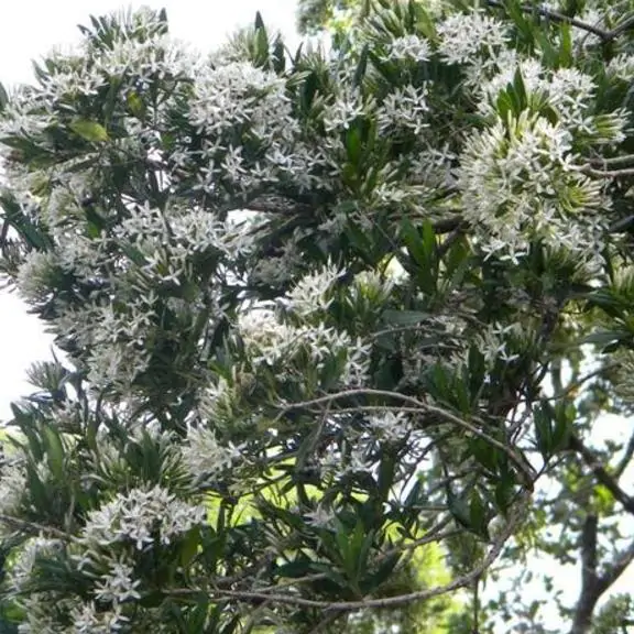 Pavetta lanceolata - Christmas bush, bridal bush, forest brides bush, bridal bush, christmas bush - Image 6