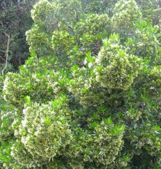Pavetta lanceolata - Christmas bush, bridal bush, forest brides bush, bridal bush, christmas bush - Image 7