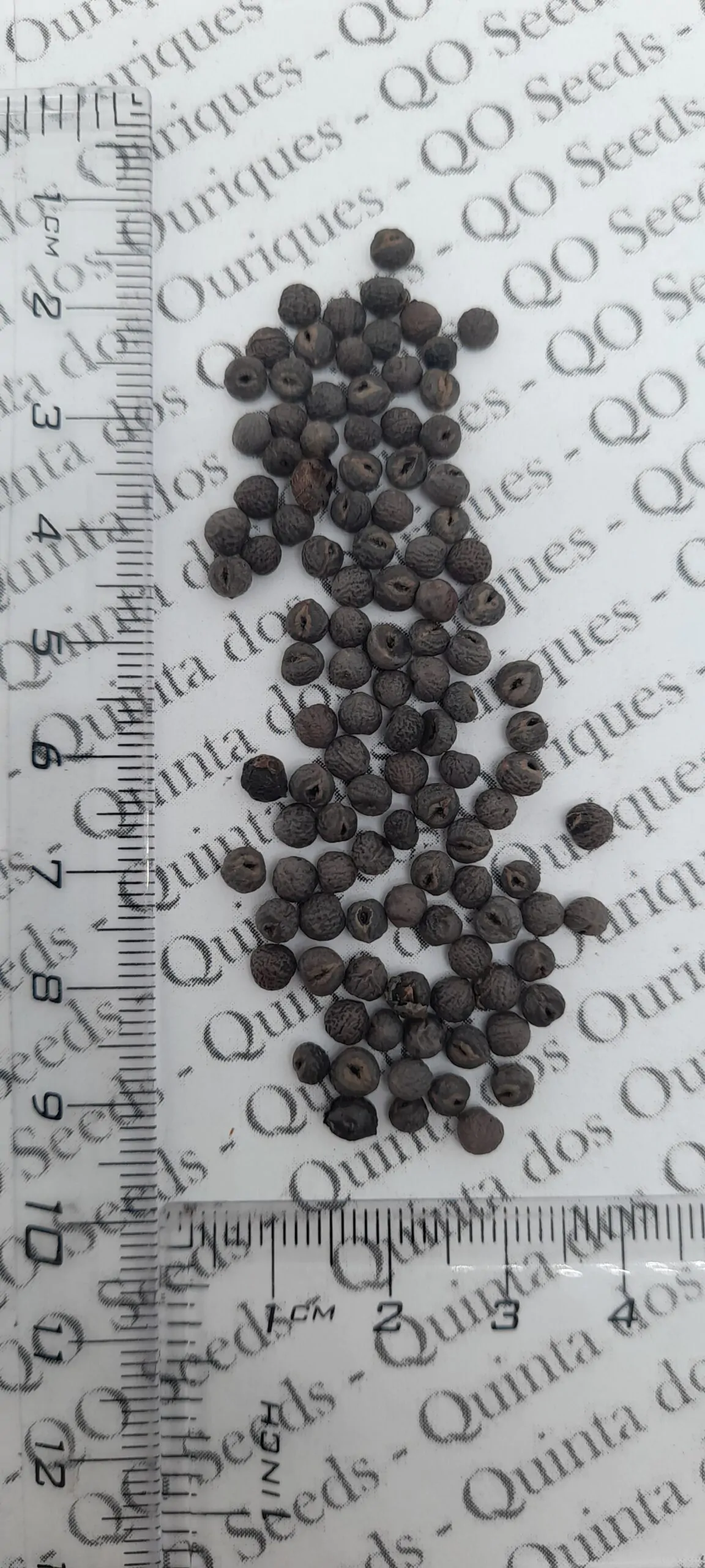 Pavetta lanceolata - Christmas bush, bridal bush, forest brides bush, bridal bush, christmas bush - Image 9