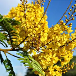 Peltophorum pterocarpum - Copperpod, Golden Flamboyant