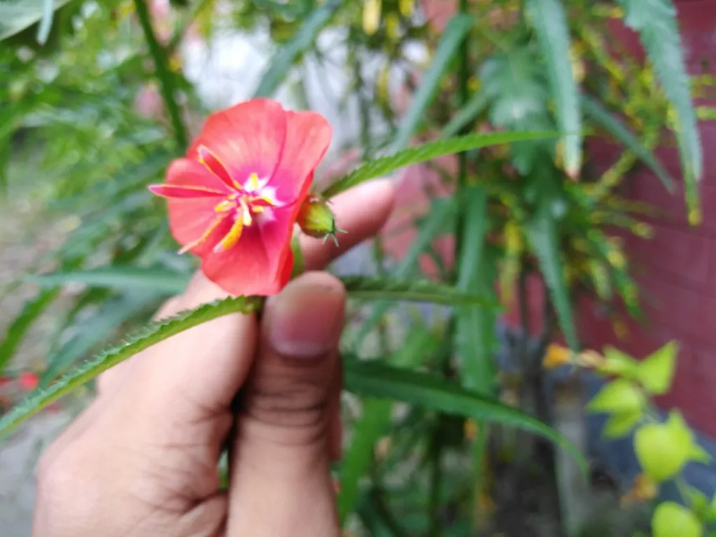 Pentapetes phoenicea - Noon Flower, Scarlet Mallow, Midday Flower - Image 5