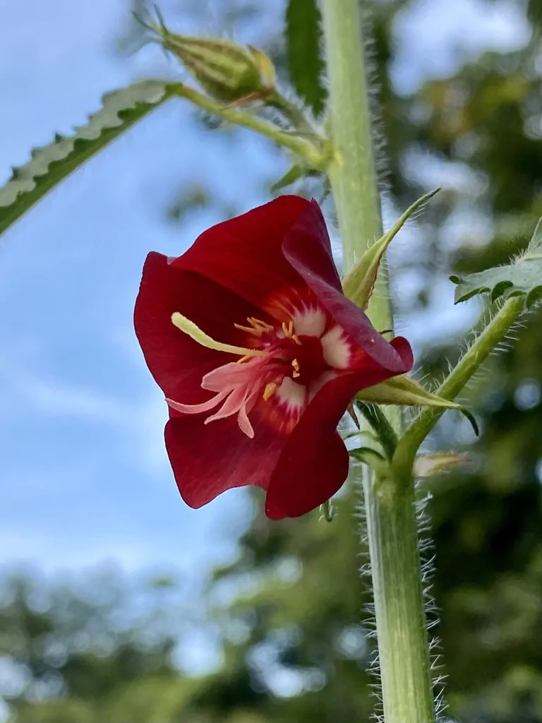 Pentapetes phoenicea - Noon Flower, Scarlet Mallow, Midday Flower - Image 6