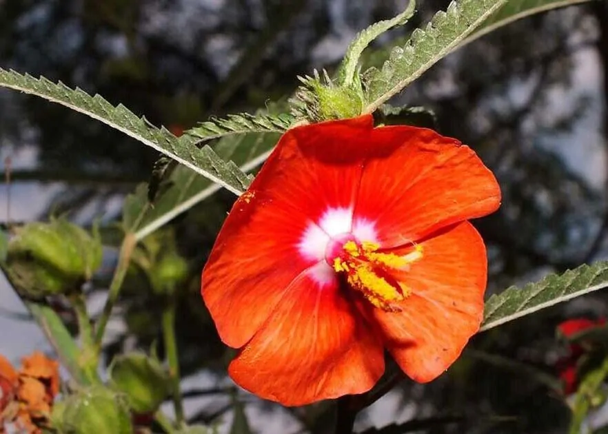 Pentapetes phoenicea - Noon Flower, Scarlet Mallow, Midday Flower - Image 7