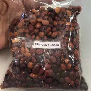 Phaseolus lunatus - Lima Bean, Butter Bean, Sieva Bean, Double Bean, Madagascar Bean