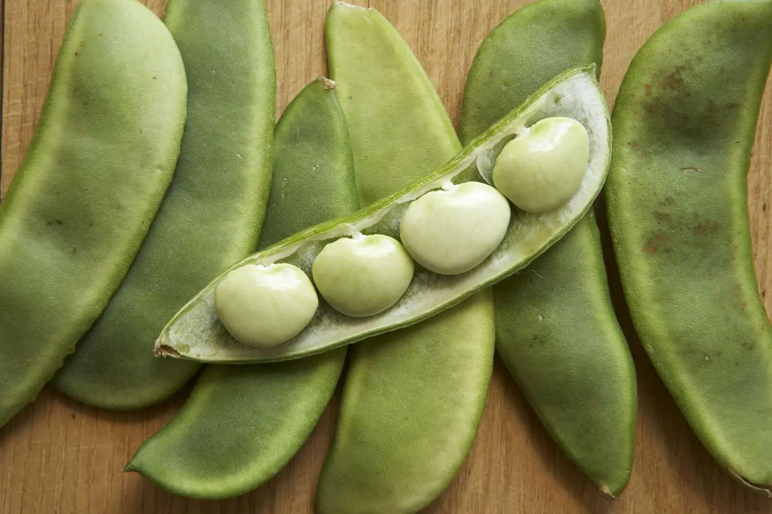 Phaseolus lunatus - Lima Bean, Butter Bean, Sieva Bean, Double Bean, Madagascar Bean - Image 3