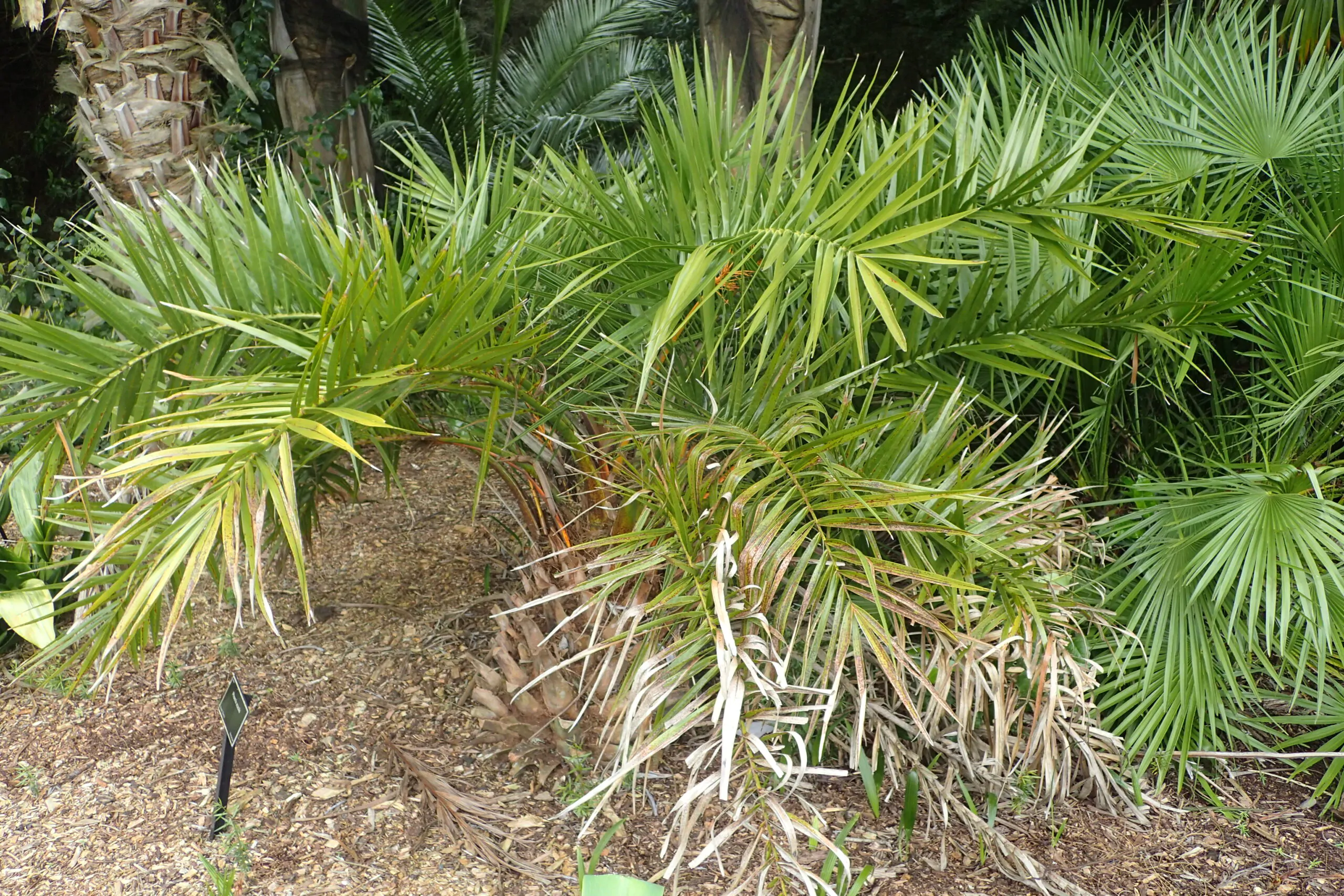 Phoenix acaulis - Dwarf Date Palm, Stemless Date Palm, Khajuri - Image 2