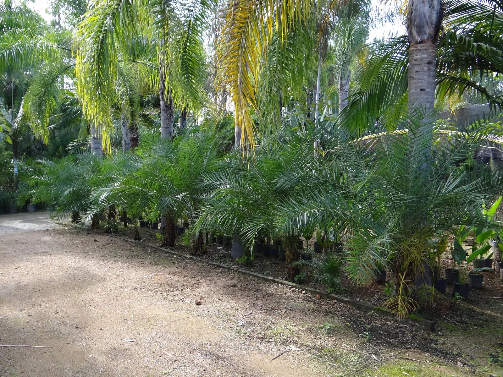 Phoenix acaulis - Dwarf Date Palm, Stemless Date Palm, Khajuri - Image 4