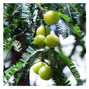 Phyllanthus acidus - Star Gooseberry