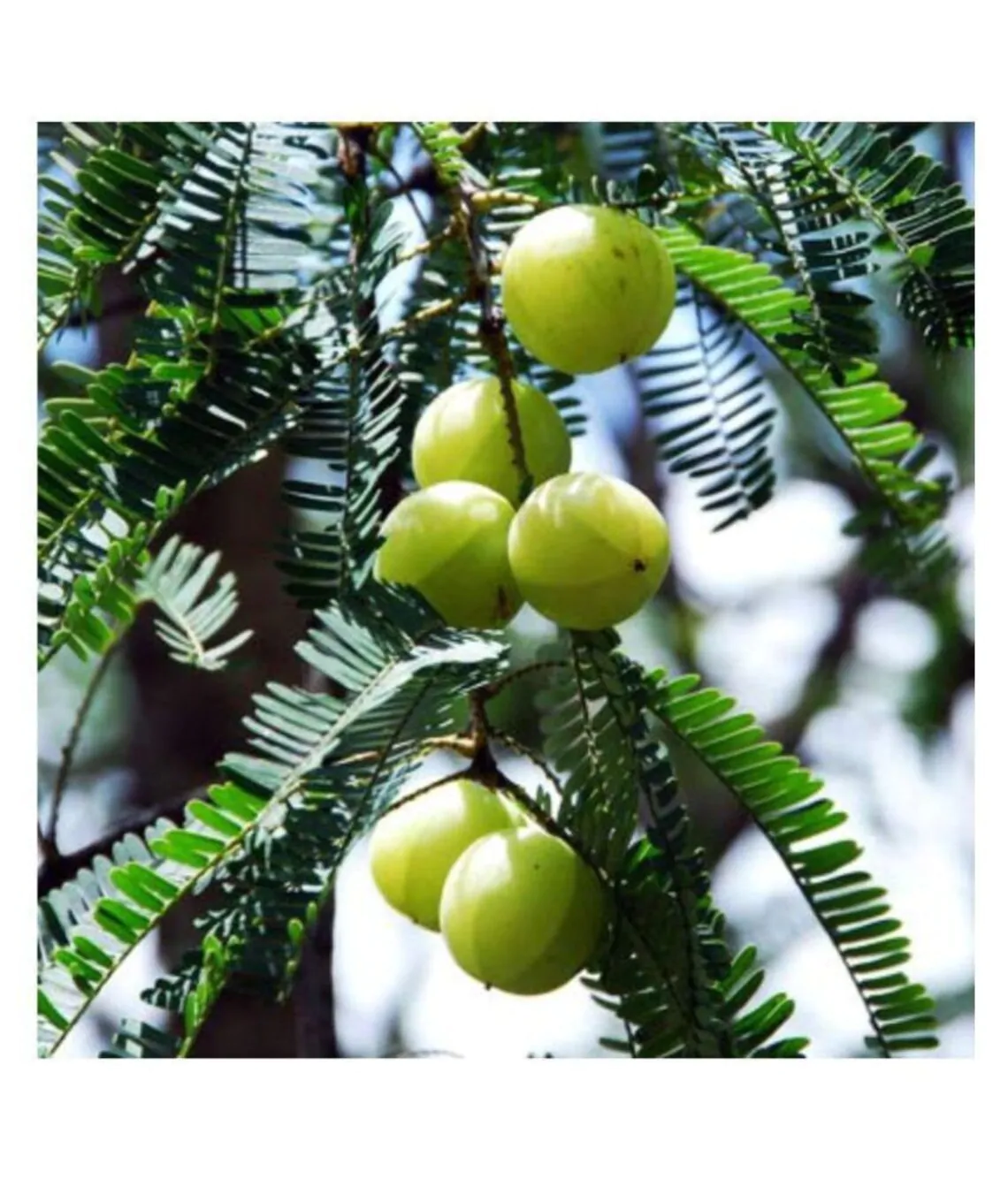 Phyllanthus acidus - Star Gooseberry